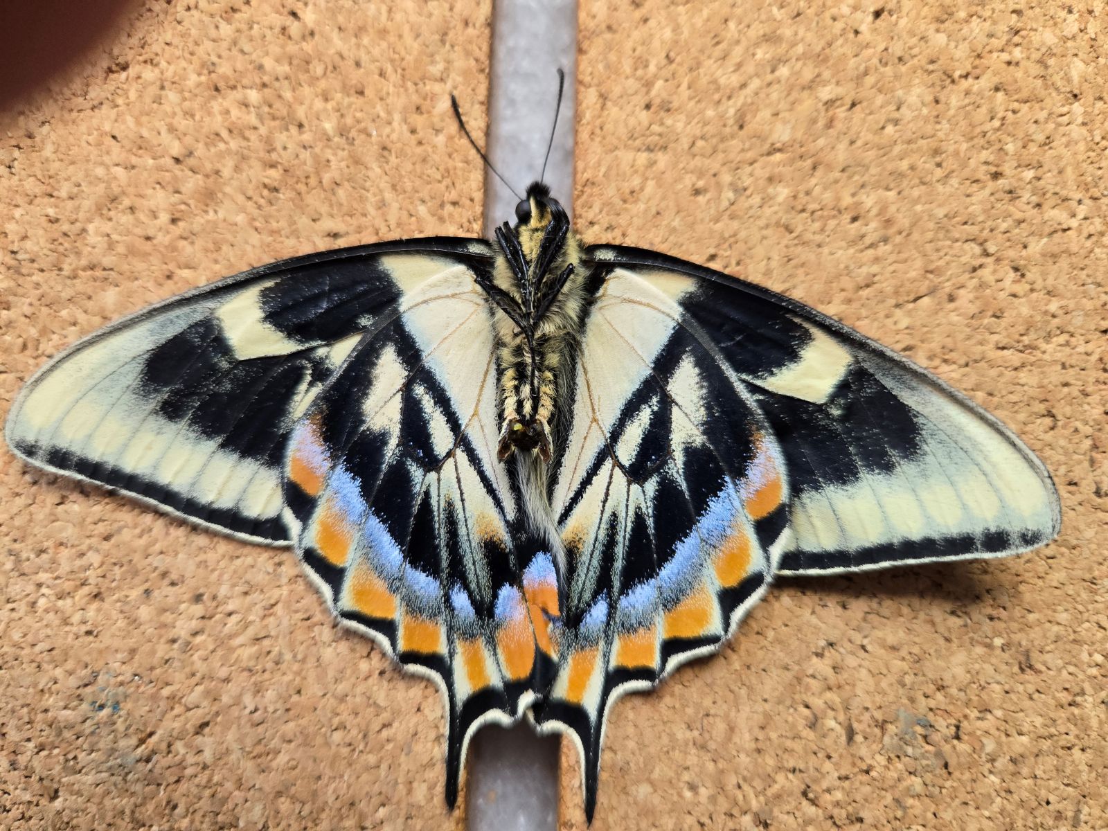 Ab. Tiger S-tail 30 May 2025 - II.jpg