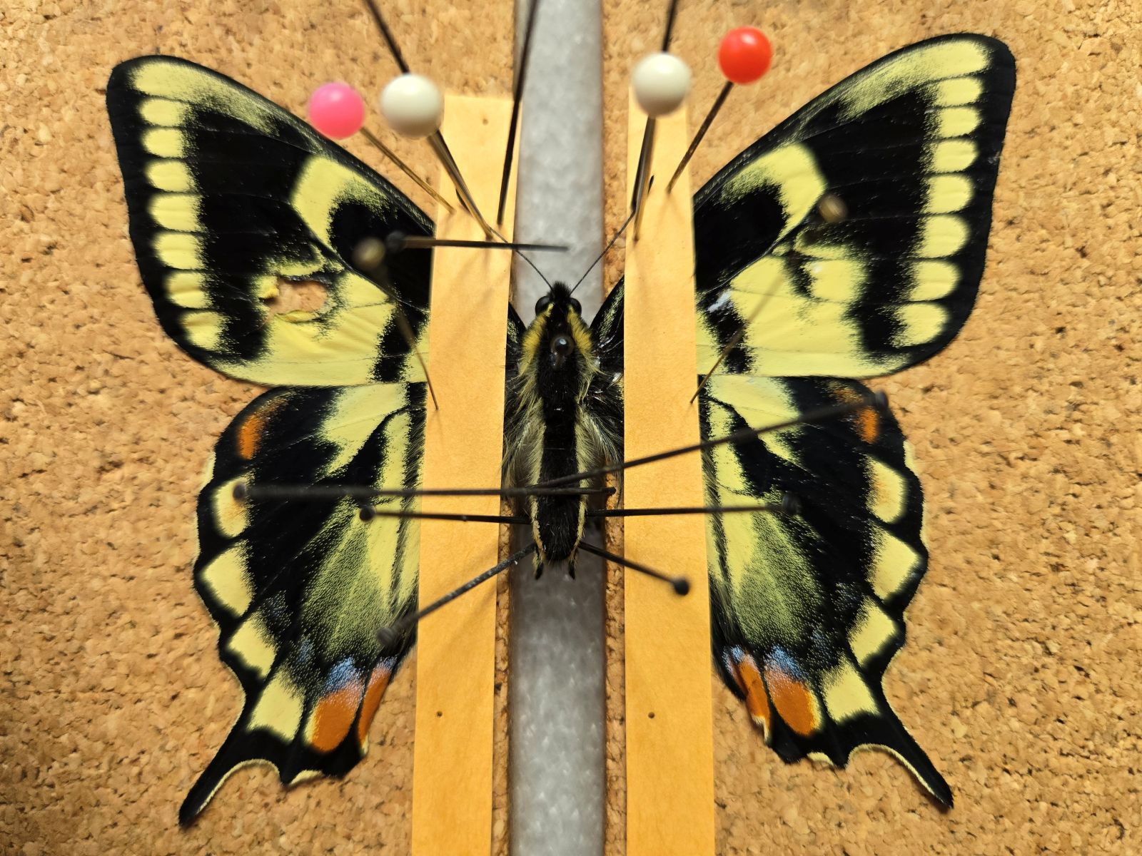 Ab. Tiger S-tail 30 May 2025 - I.jpg