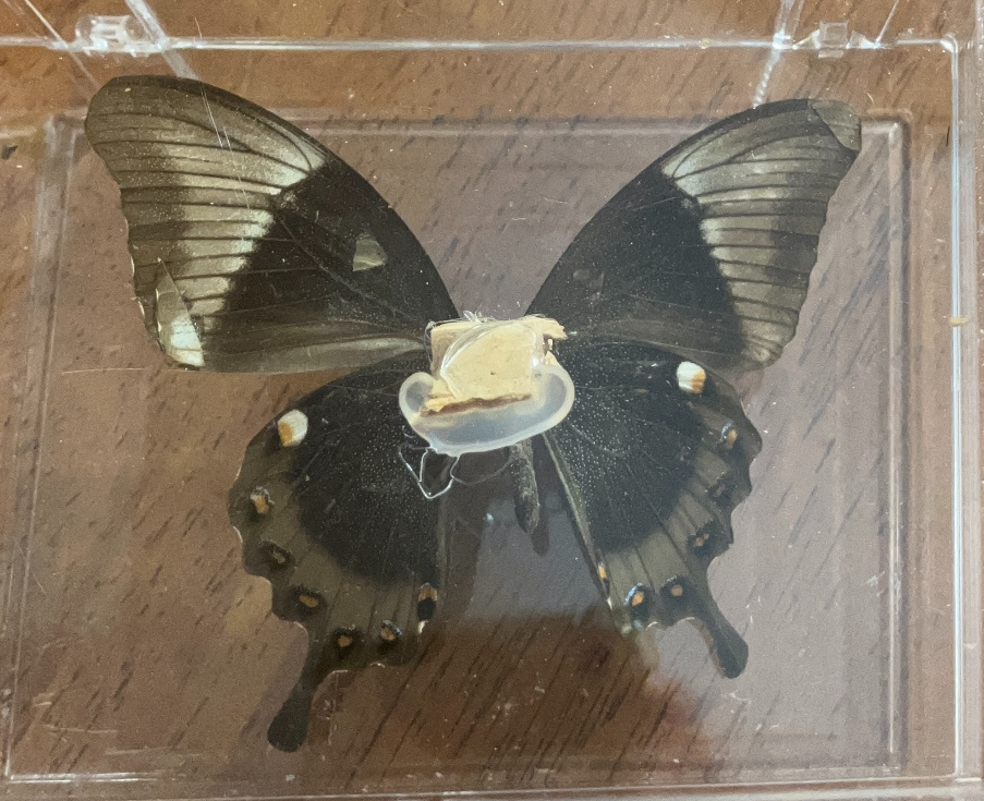 butterfly-back.jpg