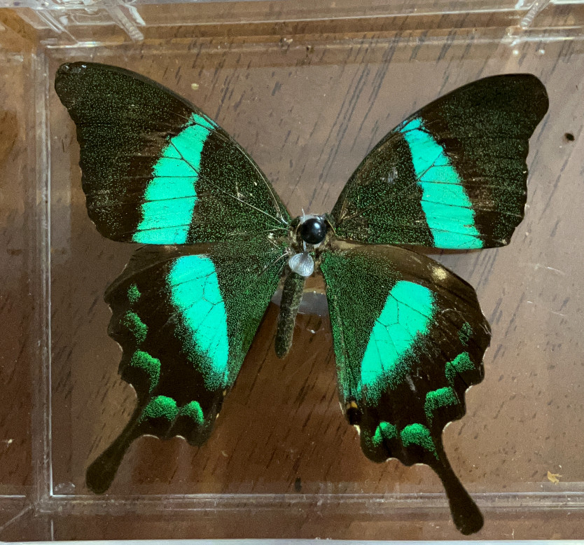 butterfly-front.jpg