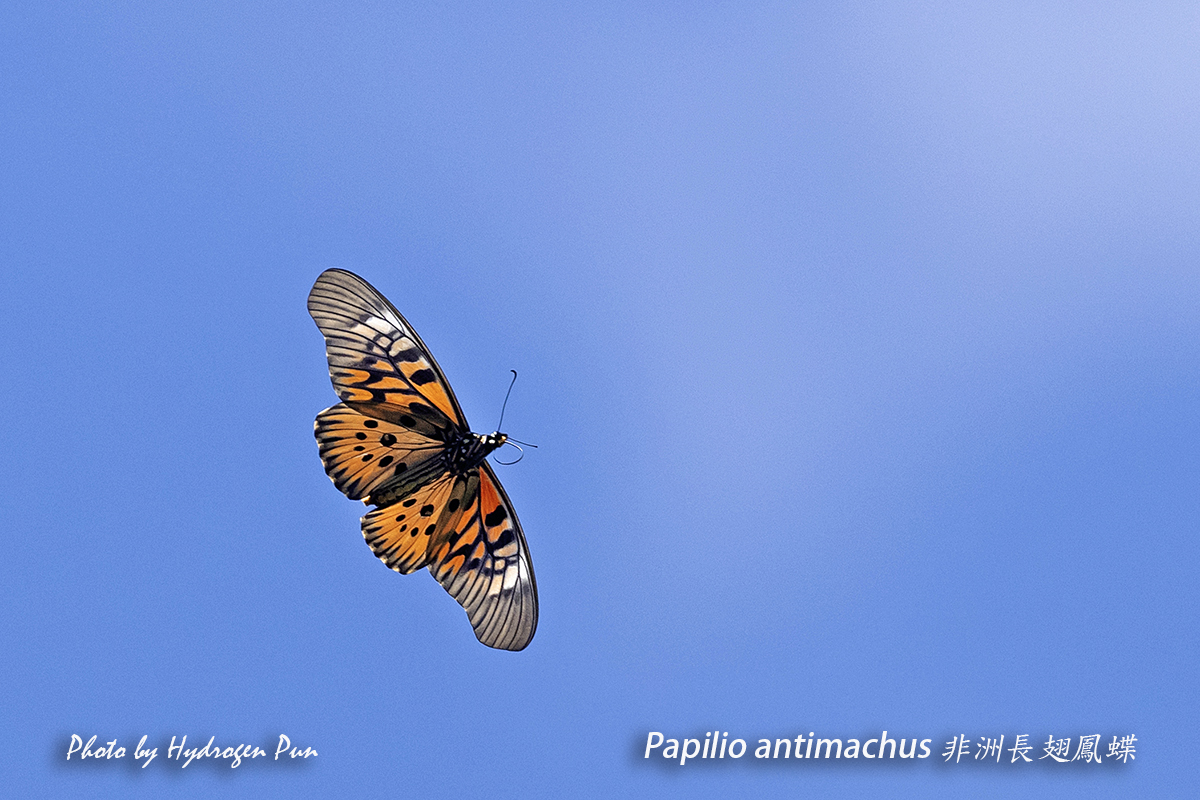 papilio antimachus female.jpg