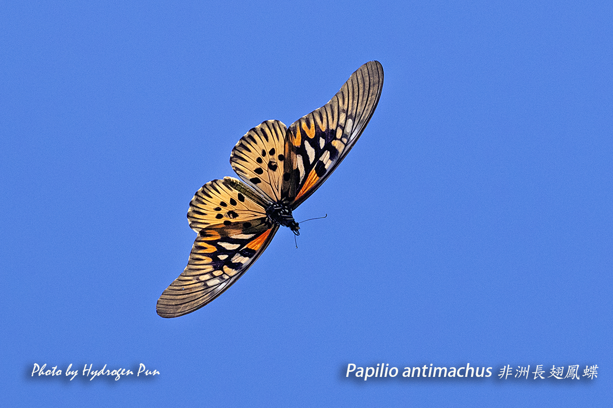papilio antimachus male.jpg