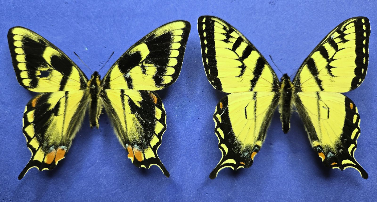 Ab. Tiger S-tail vs. Normal Fm., 30-VI-2025, Dorsal, Sm..jpg
