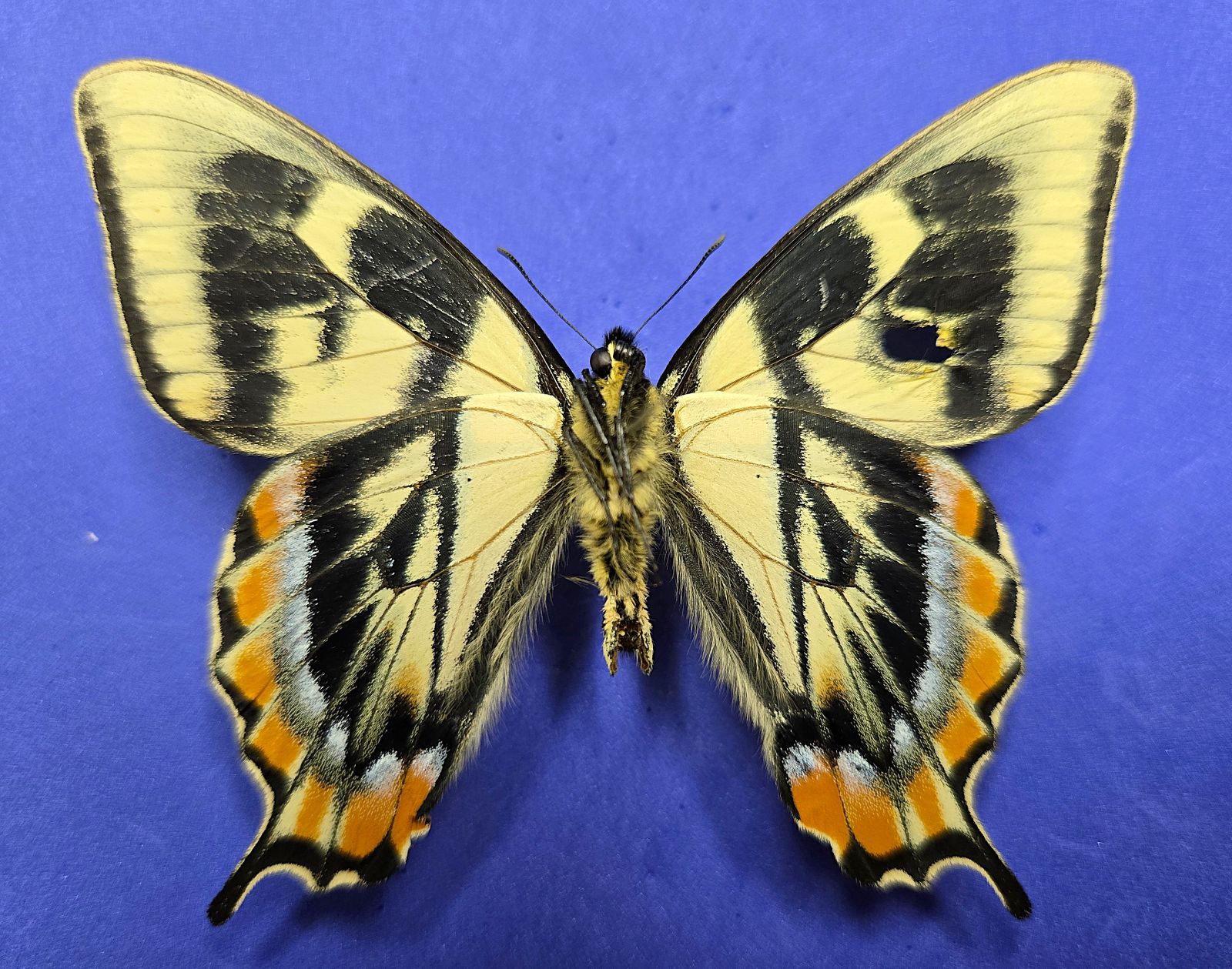 Ab. Tiger S-tail 30-VI-2025, Ventral, Sm..jpg