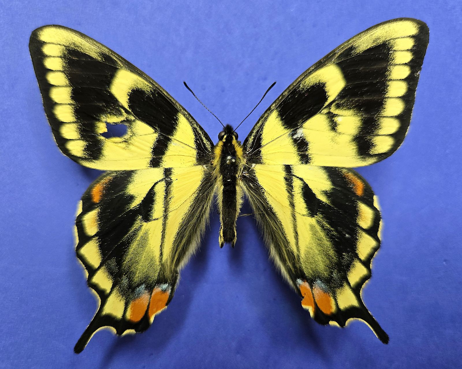 Ab. Tiger S-tail 30-VI-2025, Dorsal, Sm..jpg