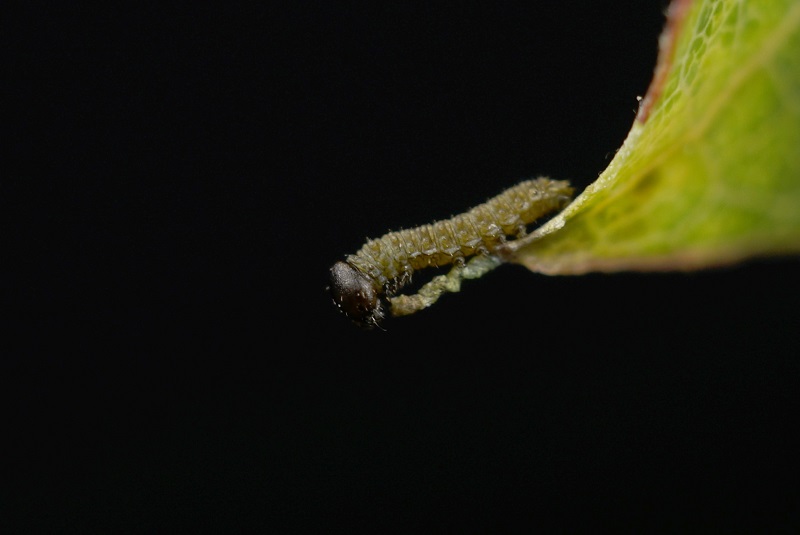 L1 L.populi
