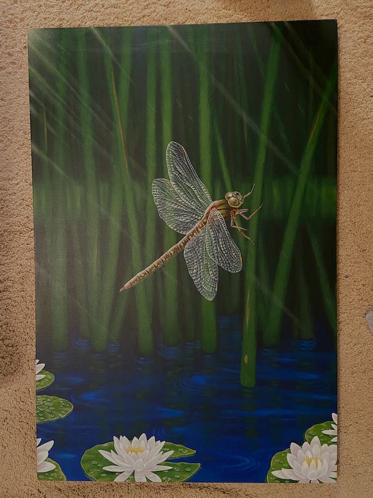 Dragonfly-Cordulegaster maculata-June 2022.jpg