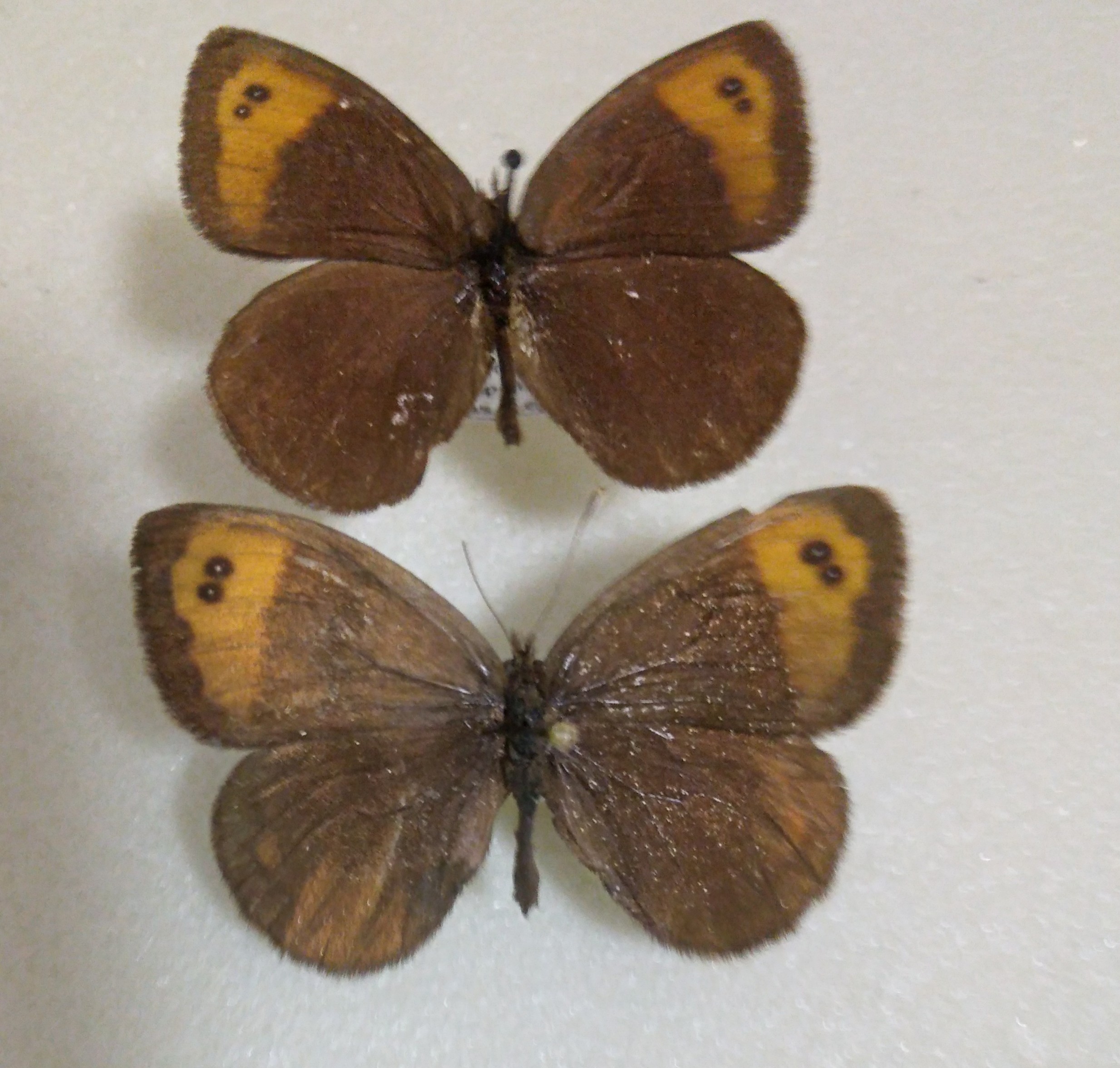 An endemic spanish Erebia, the upper is from 1908