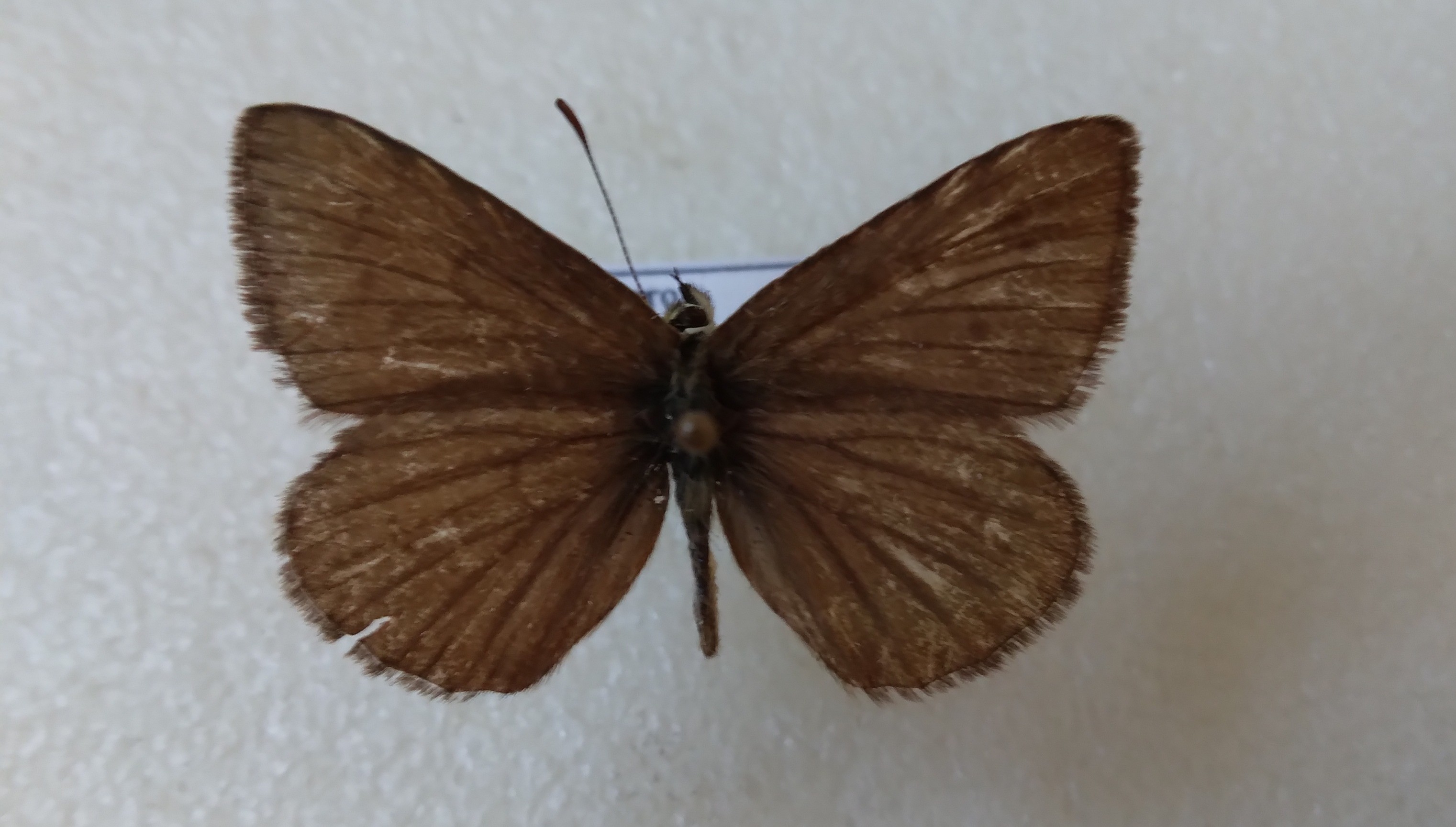 This Lycaenidae is endemic from the South of Spain, this one is from Sierra de Segura, Jaén, Andalucía