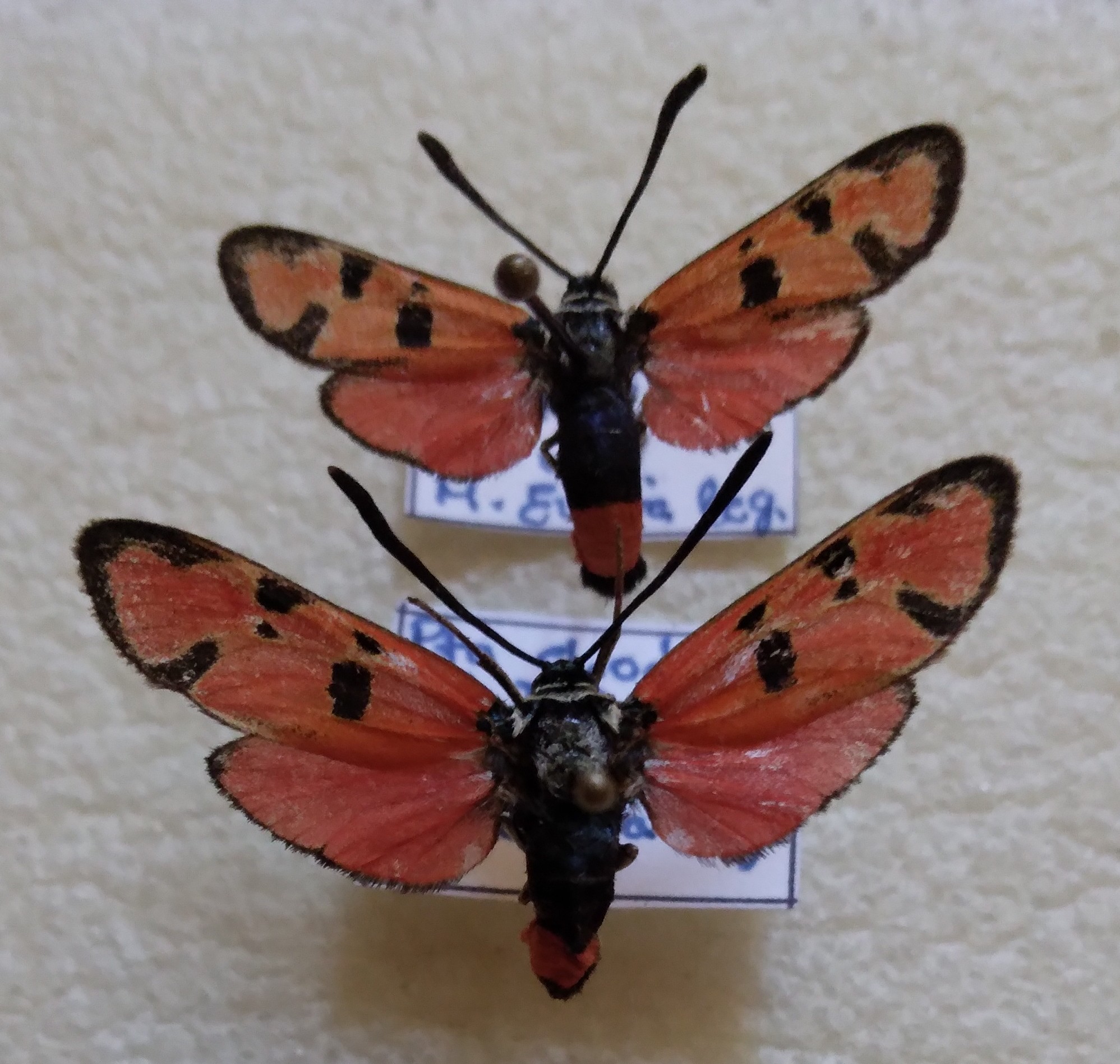 This were collected in Chodos( Castellón) in the end of july /2008.<br />I have to say that watching this moths for the first at only 1 hour from my home was one of the biggest thinngs to me talking about Lepidoptera. <br />As the other Lepidoptera  that I have shown only flies in Spain,is suposed to be an endangered specie but their colonies have very high number of specimens.