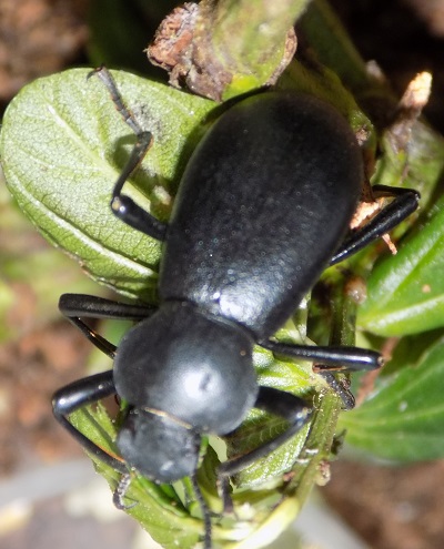 Tenebrionidae.jpg