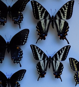 Papilio eurymedon.jpg