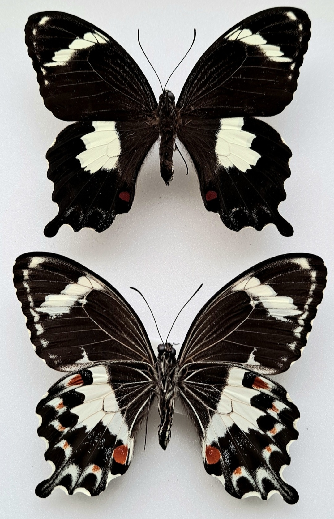 Screenshot_20220719-073643_Gallery.jpg