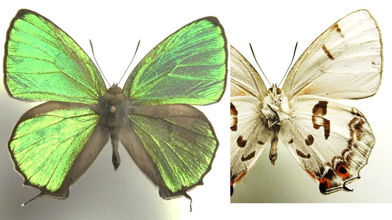 Thermozephyrus ataxus zulla male.JPG