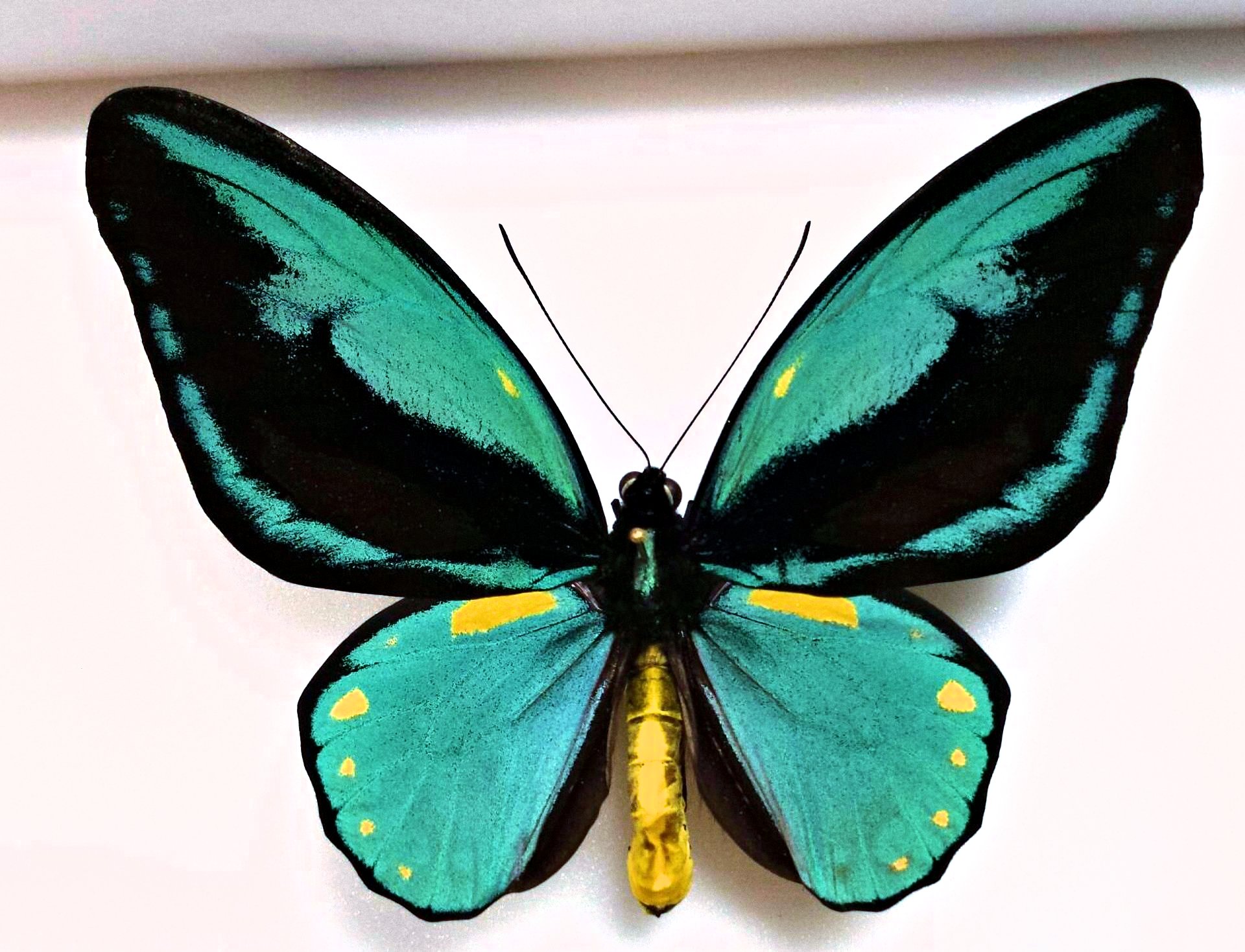 Ornithoptera aesacus 3.JPG