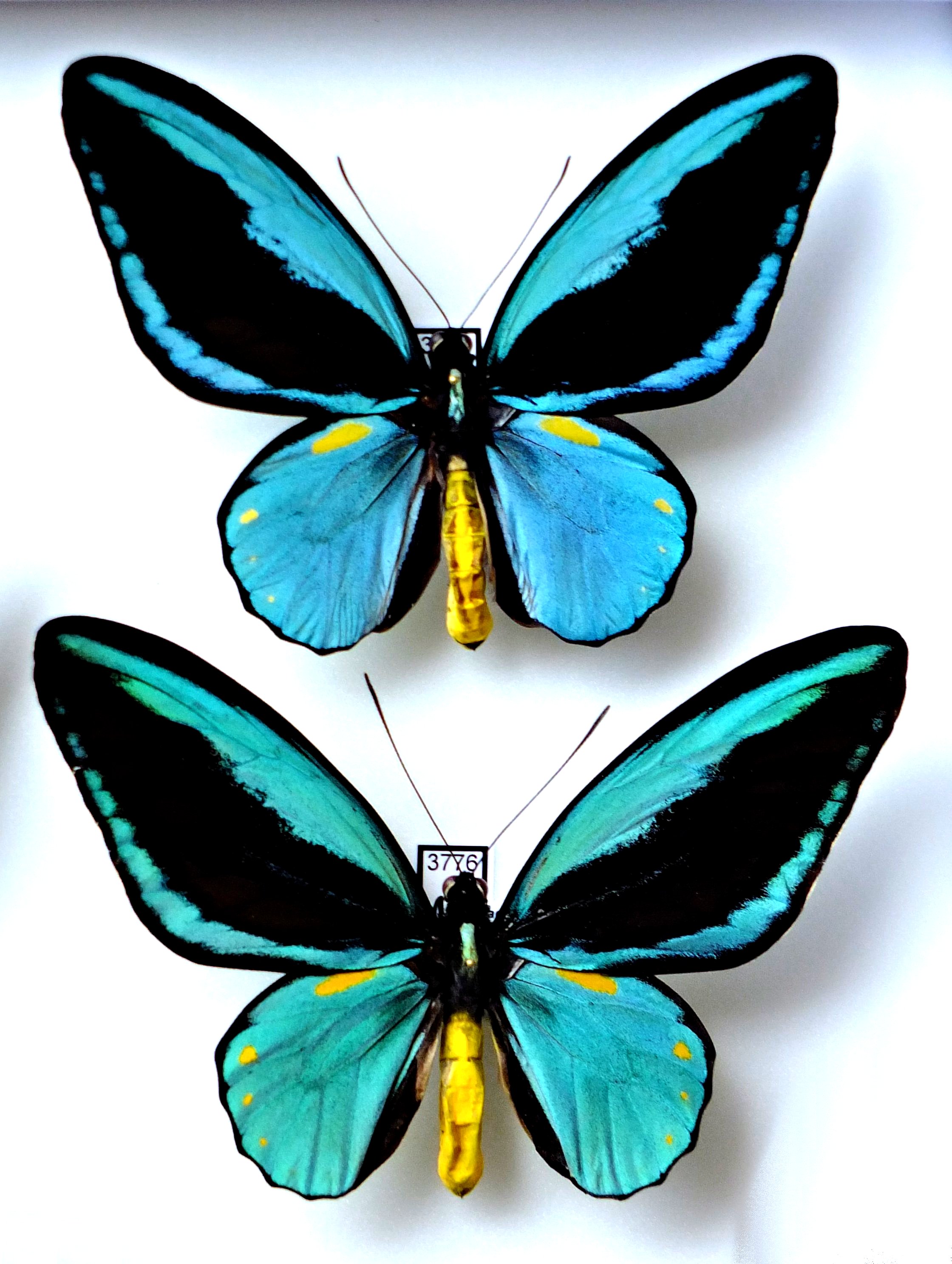 Ornithoptera aesacus 2.JPG