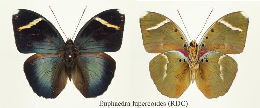 Euphaedra lupercoides t light.jpg