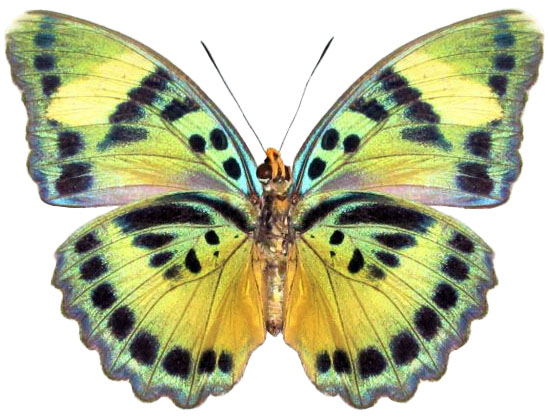 Euphaedra dargeana.jpg